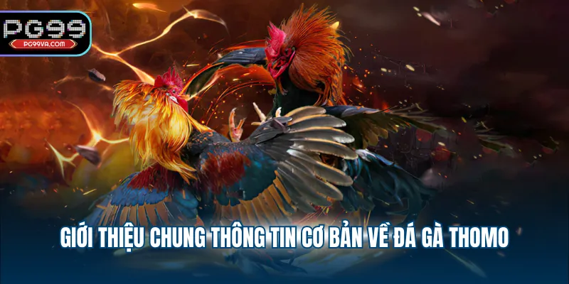 Giới thiệu chung thông tin cơ bản về đá gà Thomo